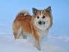 IJslandse Hond