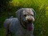 Lagotto Romagnolo