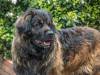 Leonberger