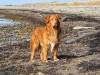 Nova Scotia Duck Tolling Retriever (Toller)