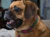 Puggle