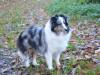 Shetland Sheepdog