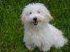 Coton de Tulear