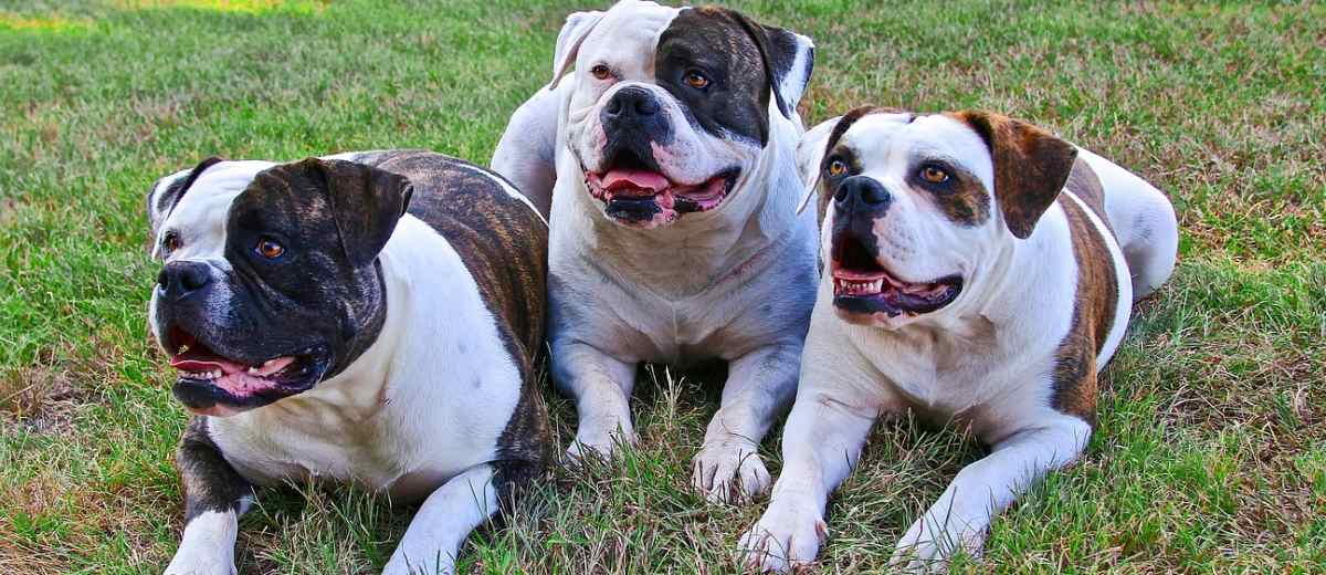 De Amerikaanse bulldog: loyaal, intelligent en veelzijdig