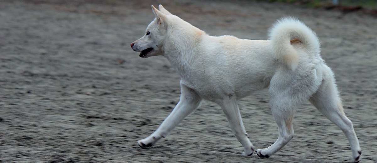 De Kishu Ken de National Treasure van Japan