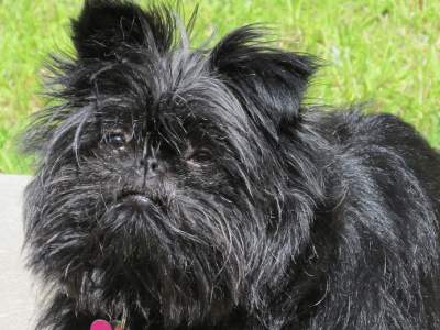 Affenpinscher 