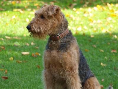 Airedale Terrier