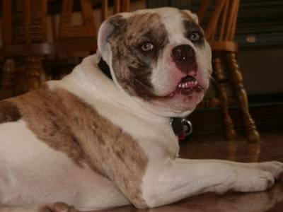 Alapaha Blue Blood Bulldog