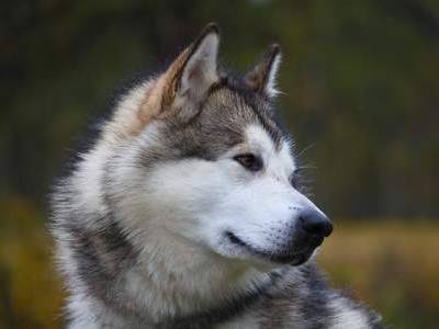 Alaskan Malamute