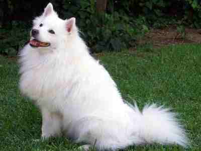 Amerikaanse Eskimo Dog