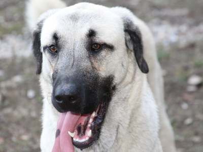 Anatolische herder (Kangal)