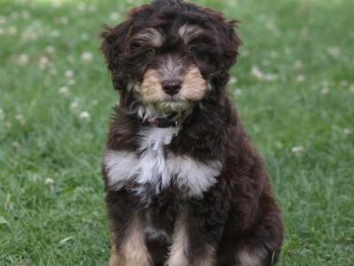 Aussiedoodle