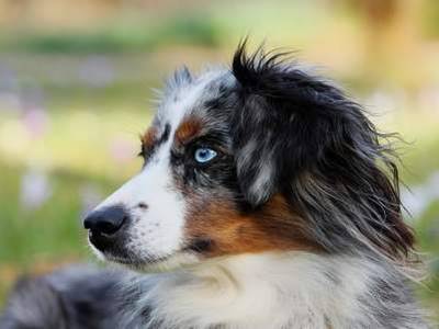 Australian Shepherd