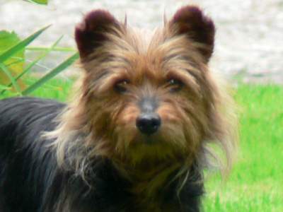 Australische Terrier