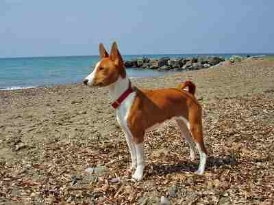 Basenji