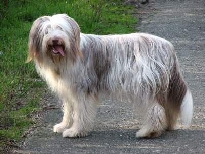 Bearded Collie