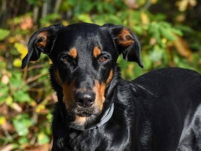 Beauceron