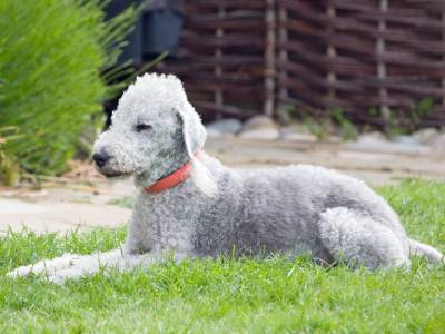 Bedlington Terrier
