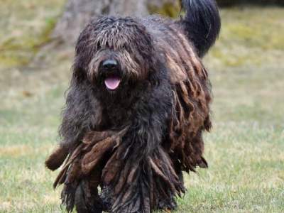 Bergamasco