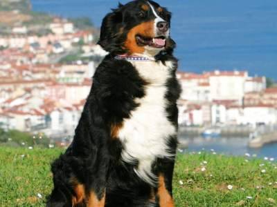 Berner Sennenhond