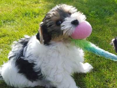 Biewer Yorkshire Terrier