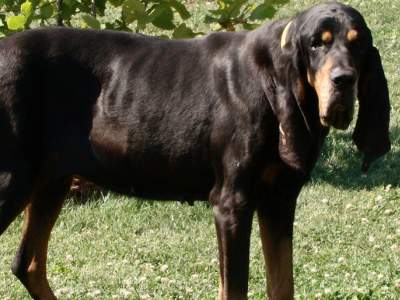 Black and Tan Coonhound