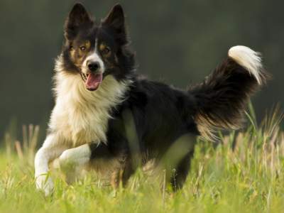 Border Collie