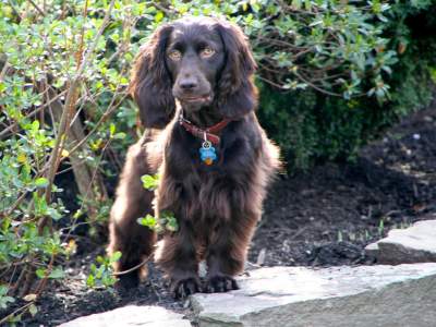 Boykin Spaniel