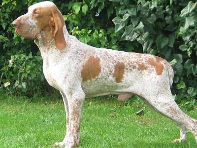 Bracco Italiano