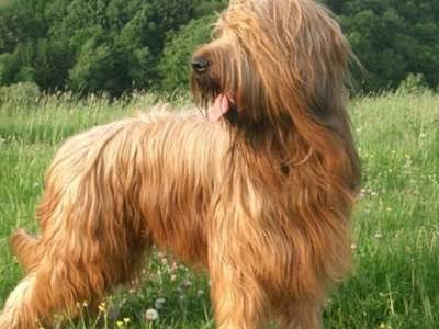 Briard