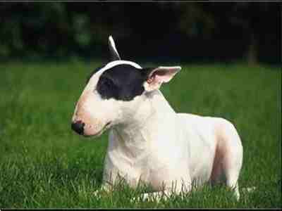 Bull Terrier