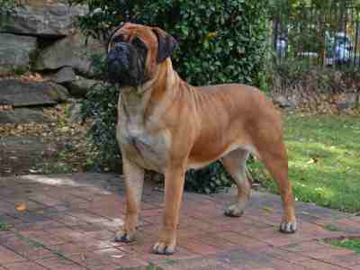 BullMastiff