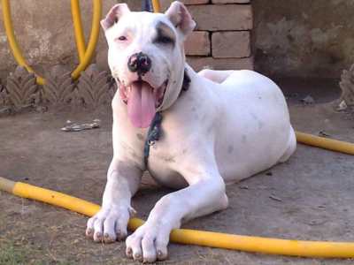 Bully Kutta