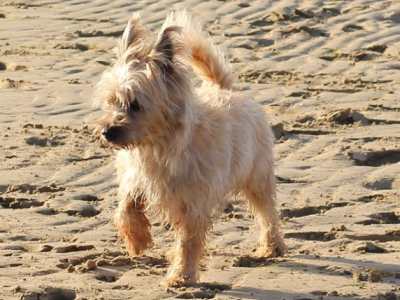 Cairn Terrier