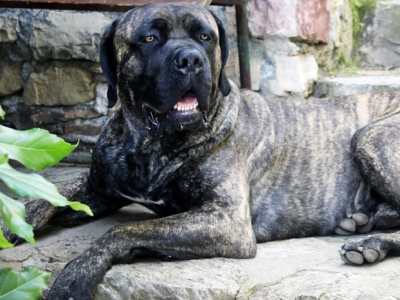 Cane Corso