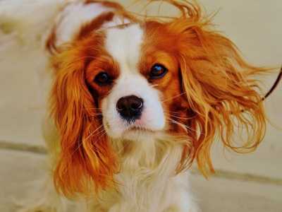 Cavalier King Charles Spaniel