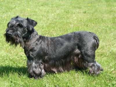 Cesky Terrier