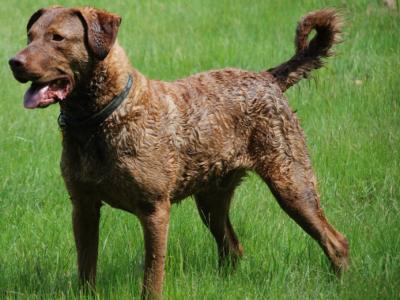 Chesapeake Bay Retriever