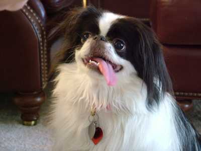 Japanse Spaniel (Chin)