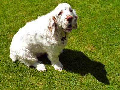 Clumber Spaniel