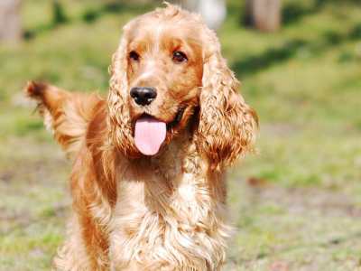 Cocker Spaniel