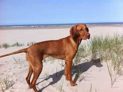 Redbone Coonhound