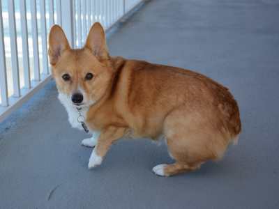 Welsh Corgi Pembroke