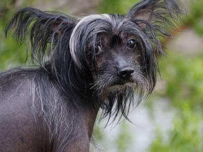 Chinese Crested