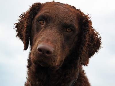 Curly Coated Retriever