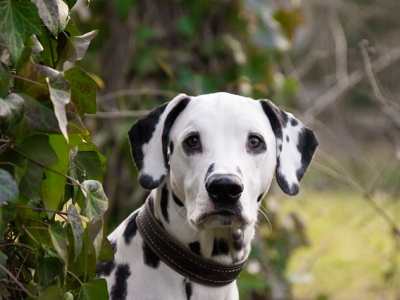 Dalmatische Hond