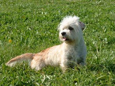 Dandie Dinmont Terrier