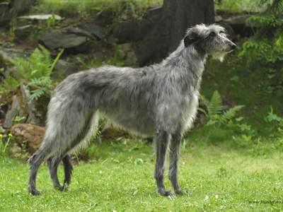 Deerhound