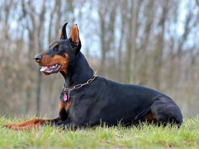 Dobermann