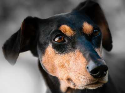 Duitse Pinscher